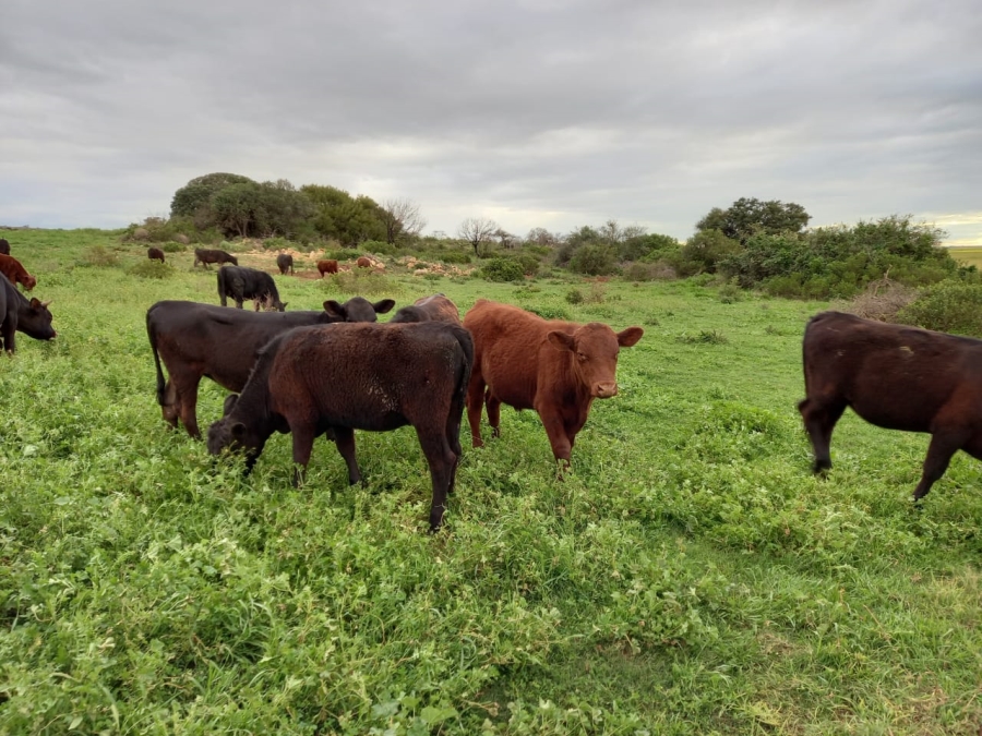  Bedroom Property for Sale in Riversdale Rural Western Cape